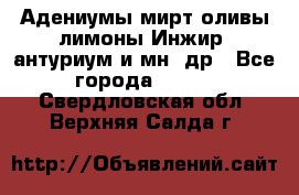 Адениумы,мирт,оливы,лимоны,Инжир, антуриум и мн .др - Все города  »    . Свердловская обл.,Верхняя Салда г.